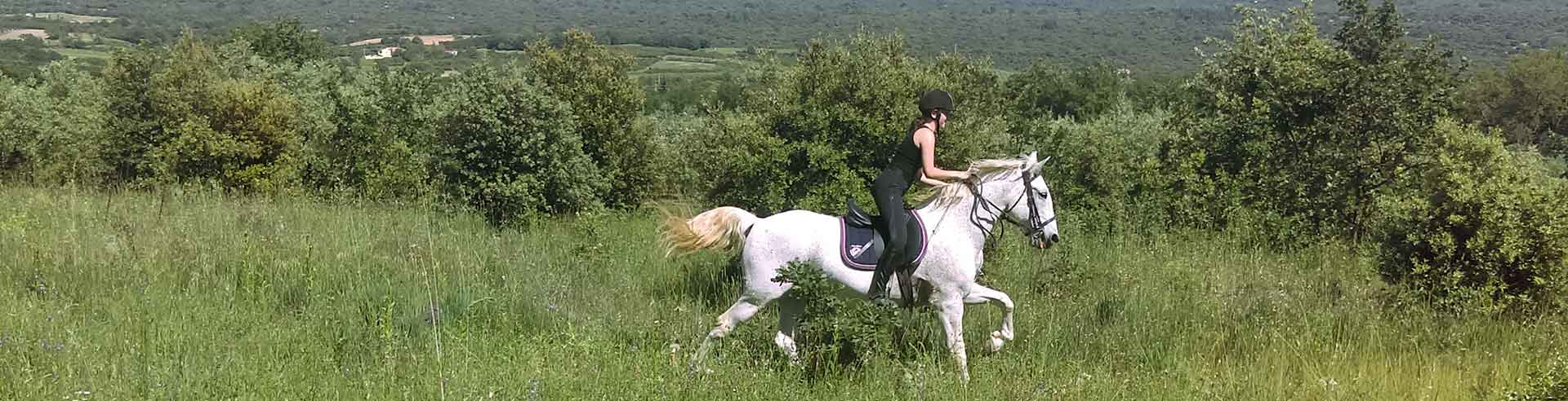 cheval au galop