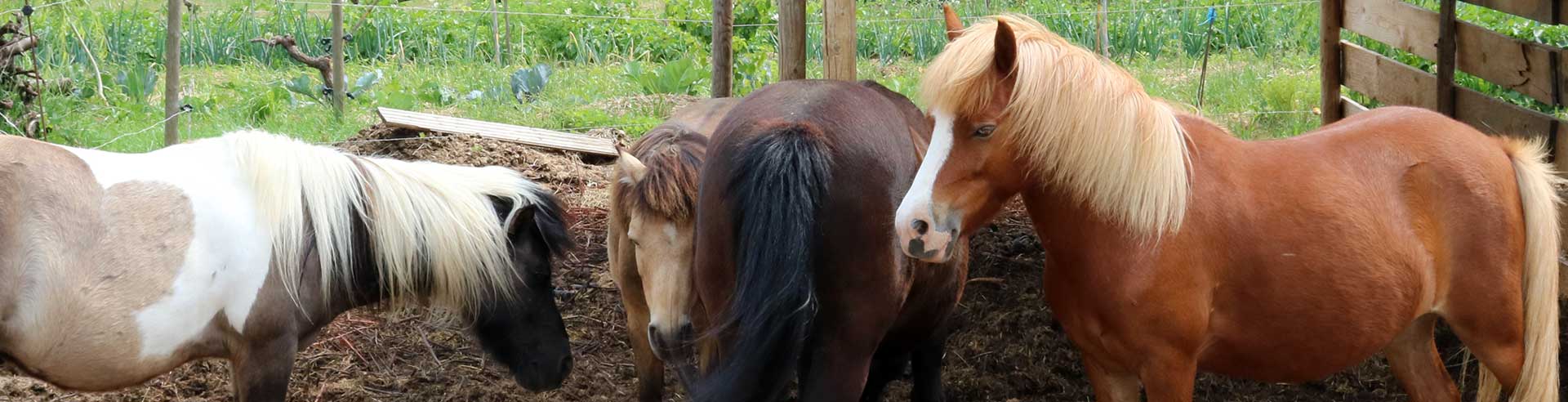 Les shetlands du poney rouge